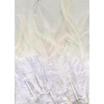 feathers-pure-white-15-pc-303914-en-G.jpg