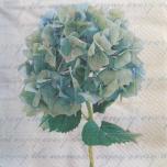 Salvrätik 33*33 Hortensia sinkjas 1tk  